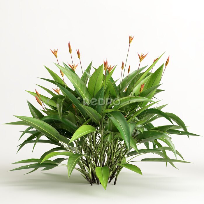 Papier peint  3d illustration of strelitzia tree isolated on white background