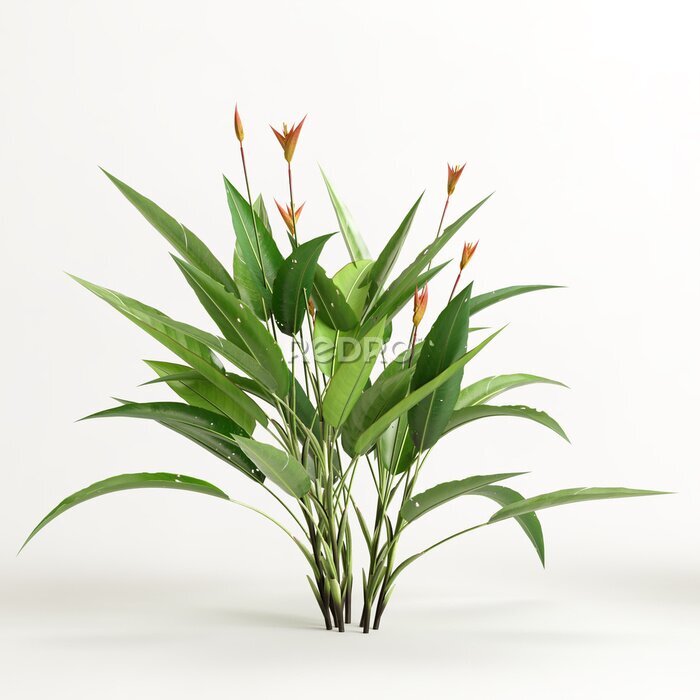 Papier peint  3d illustration of strelitzia tree isolated on white background