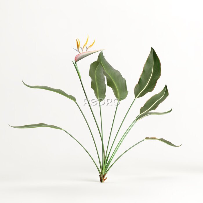 Papier peint  3d illustration of strelitzia tree isolated on white background