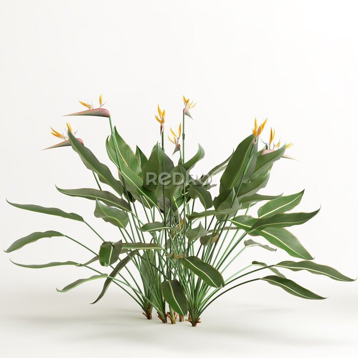 Papier peint  3d illustration of strelitzia tree isolated on white background