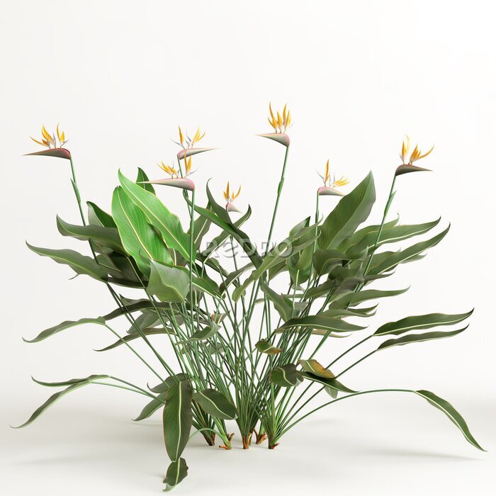 Papier peint  3d illustration of strelitzia tree isolated on white background