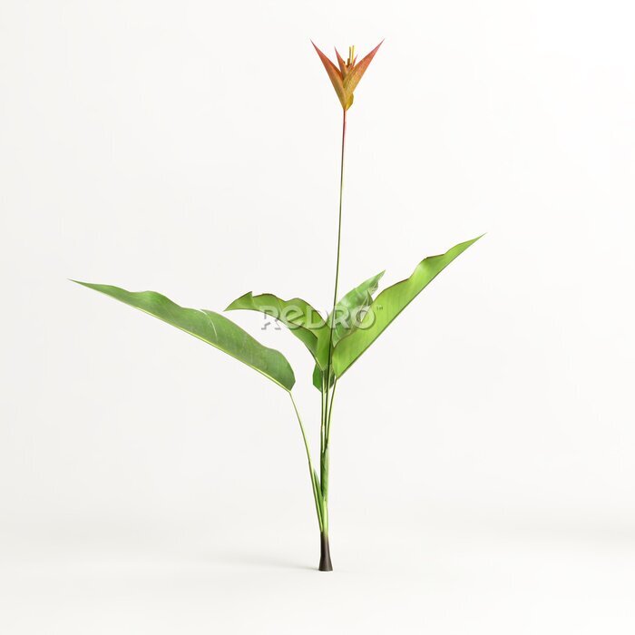 Papier peint  3d illustration of strelitzia tree isolated on white background