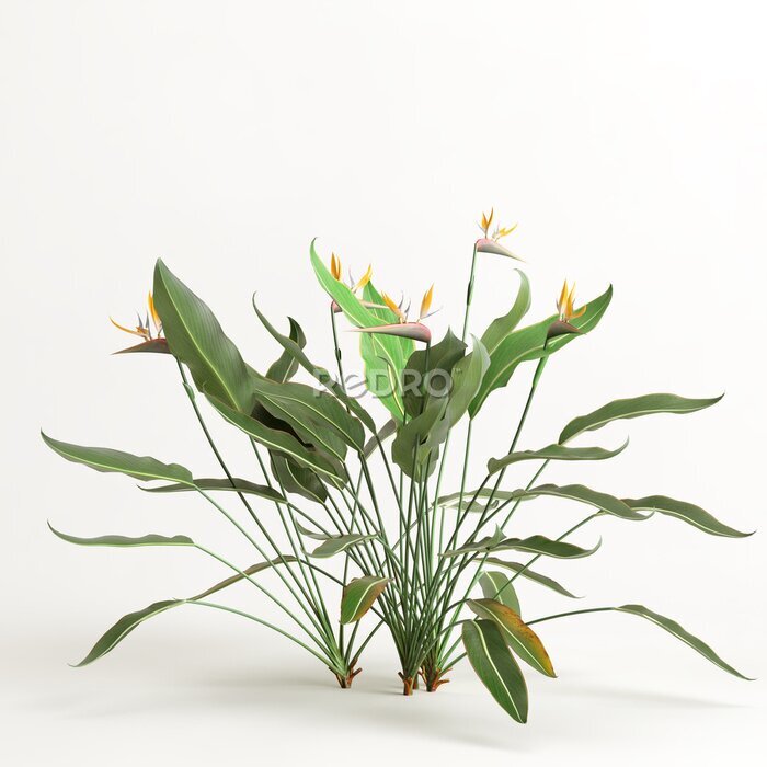 Papier peint  3d illustration of strelitzia tree isolated on white background