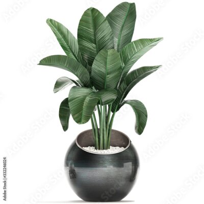 Papier peint  3d illustration of tropical plants Strelitzia in a pot on a white background