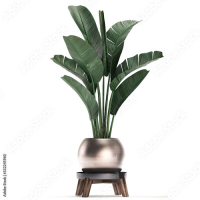 Papier peint  3d illustration of tropical plants Strelitzia in a pot on a white background