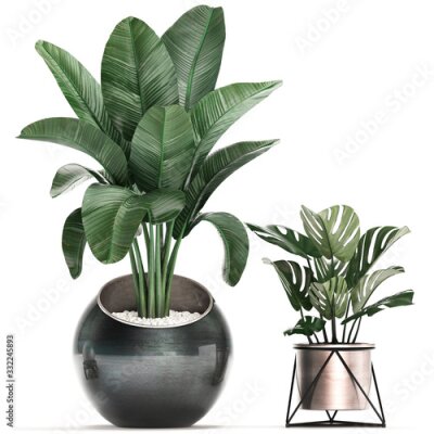 Papier peint  3d illustration of tropical plants Strelitzia in a pot on a white background