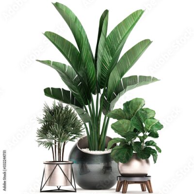 Papier peint  3d illustration of tropical plants Strelitzia in a pot on a white background