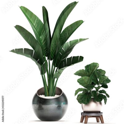 Papier peint  3d illustration of tropical plants Strelitzia in a pot on a white background