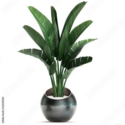 Papier peint  3d illustration of tropical plants Strelitzia in a pot on a white background