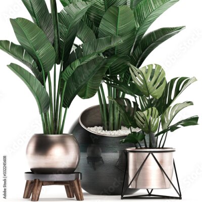 Papier peint  3d illustration of tropical plants Strelitzia in a pot on a white background