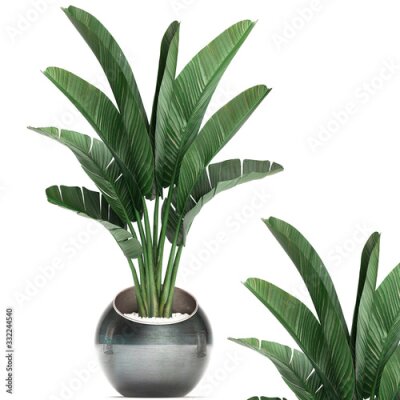 Papier peint  3d illustration of tropical plants Strelitzia in a pot on a white background