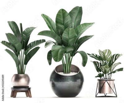 Papier peint  3d illustration of tropical plants Strelitzia in a pot on a white background