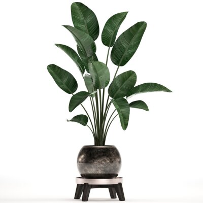 Papier peint  3d illustration of tropical plants Strelitzia in a pot on a white background	