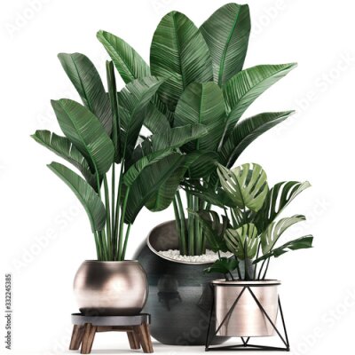 Papier peint  3d illustration of tropical plants Strelitzia in a pot on a white background