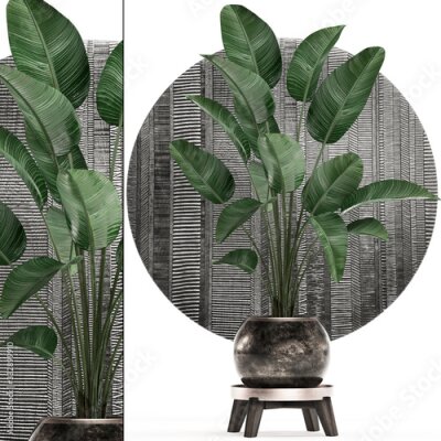 Papier peint  3d illustration of tropical plants Strelitzia in a pot on a white background	