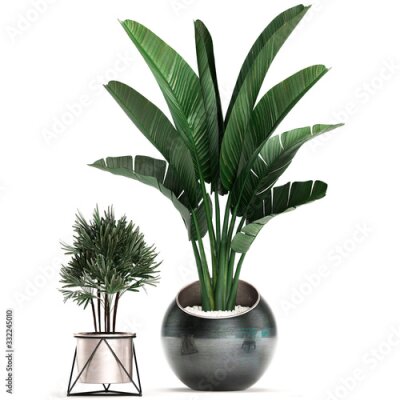 Papier peint  3d illustration of tropical plants Strelitzia in a pot on a white background