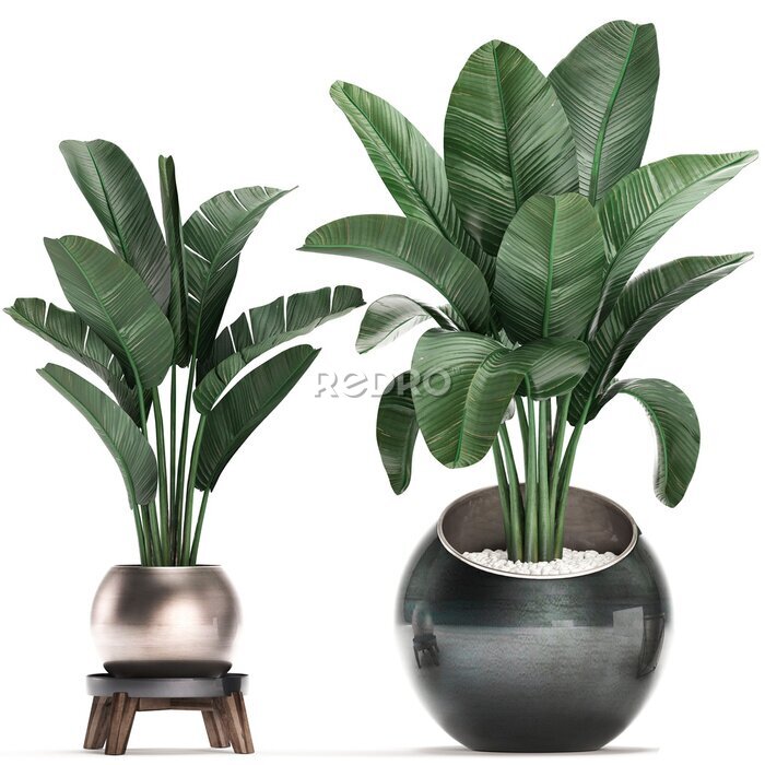 Papier peint  3d illustration of tropical plants Strelitzia in a pot on a white background