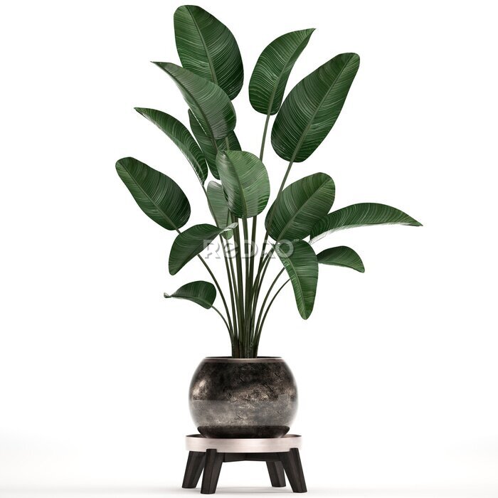 Papier peint  3d illustration of tropical plants Strelitzia in a pot on a white background	