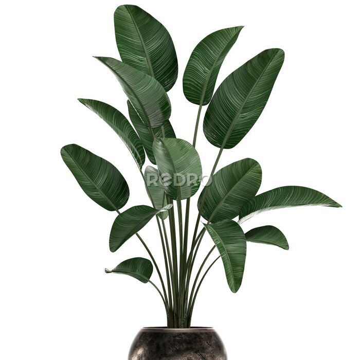 Papier peint  3d illustration of tropical plants Strelitzia in a pot on a white background	