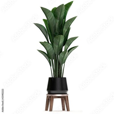 Papier peint  3d illustration of tropical plants Strelitzia in a white pot on a white background