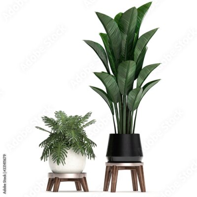 Papier peint  3d illustration of tropical plants Strelitzia in a white pot on a white background