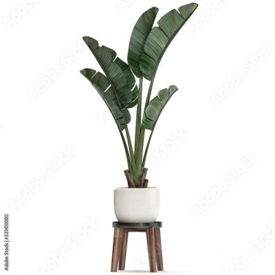 Papier peint  3d illustration of tropical plants Strelitzia in a white pot on a white background