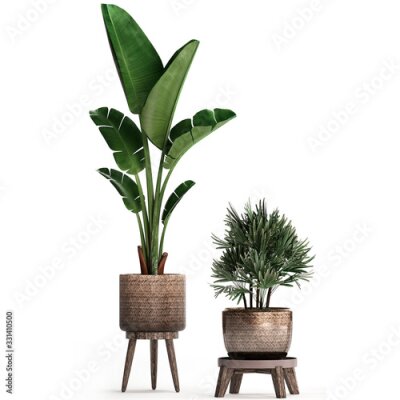 Papier peint  3d illustration of tropical plants Strelitzia in a white pot on a white background