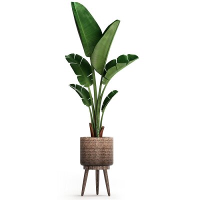 Papier peint  3d illustration of tropical plants Strelitzia in a white pot on a white background