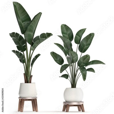 Papier peint  3d illustration of tropical plants Strelitzia in a white pot on a white background