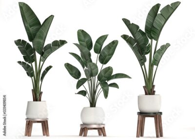 Papier peint  3d illustration of tropical plants Strelitzia in a white pot on a white background