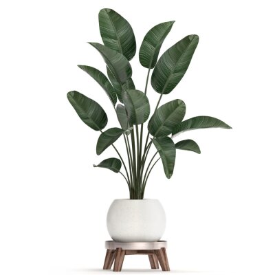 Papier peint  3d illustration of tropical plants Strelitzia in a white pot on a white background