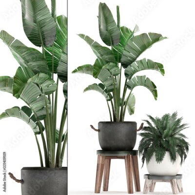 Papier peint  3d illustration of tropical plants Strelitzia in a white pot on a white background