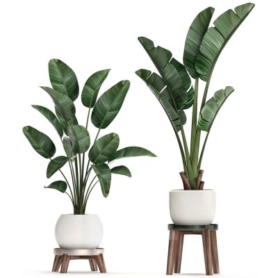 Papier peint  3d illustration of tropical plants Strelitzia in a white pot on a white background