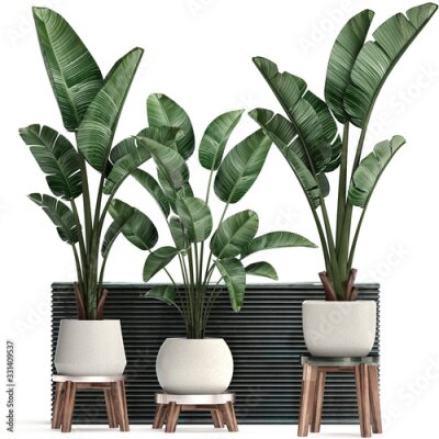 Papier peint  3d illustration of tropical plants Strelitzia in a white pot on a white background