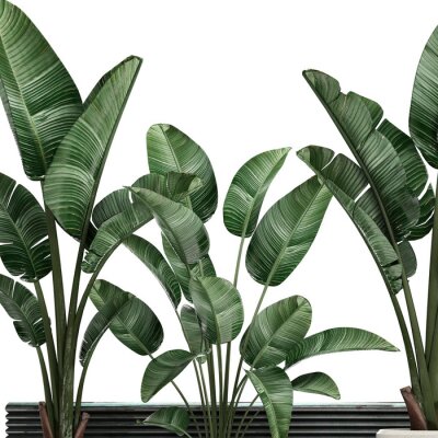 Papier peint  3d illustration of tropical plants Strelitzia in a white pot on a white background