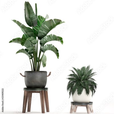Papier peint  3d illustration of tropical plants Strelitzia in a white pot on a white background