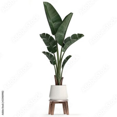 Papier peint  3d illustration of tropical plants Strelitzia in a white pot on a white background