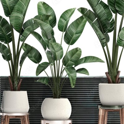 Papier peint  3d illustration of tropical plants Strelitzia in a white pot on a white background