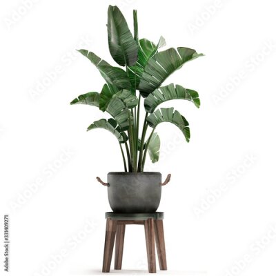 Papier peint  3d illustration of tropical plants Strelitzia in a white pot on a white background