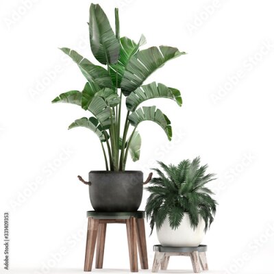 Papier peint  3d illustration of tropical plants Strelitzia in a white pot on a white background