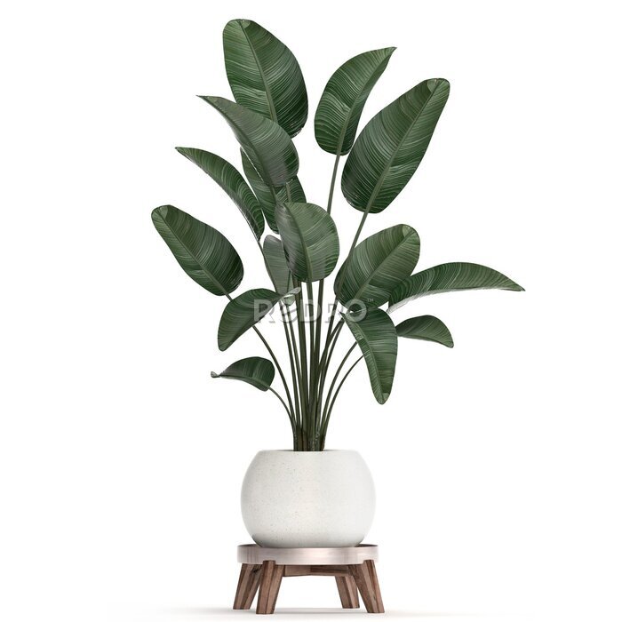 Papier peint  3d illustration of tropical plants Strelitzia in a white pot on a white background