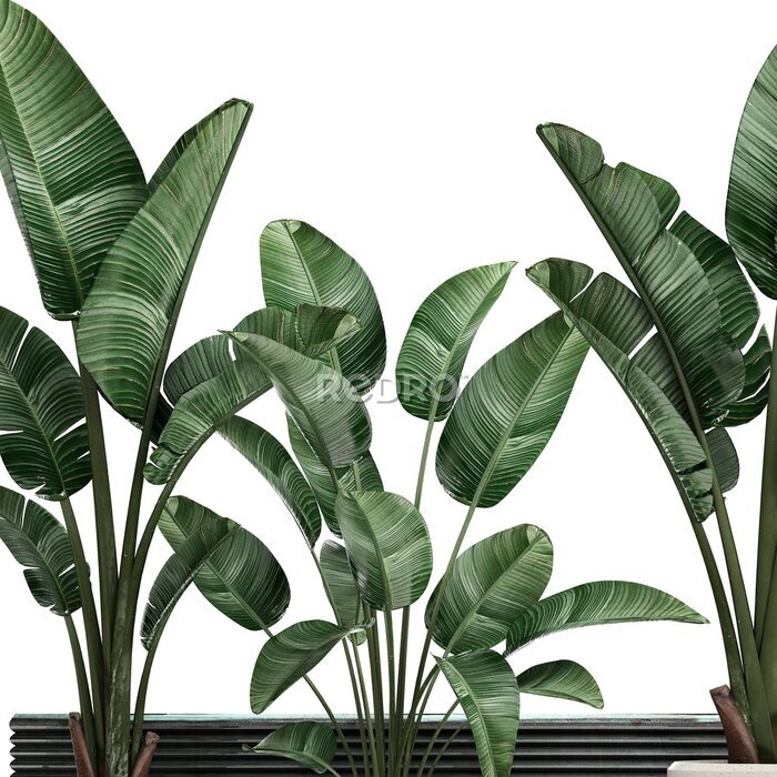 Papier peint  3d illustration of tropical plants Strelitzia in a white pot on a white background