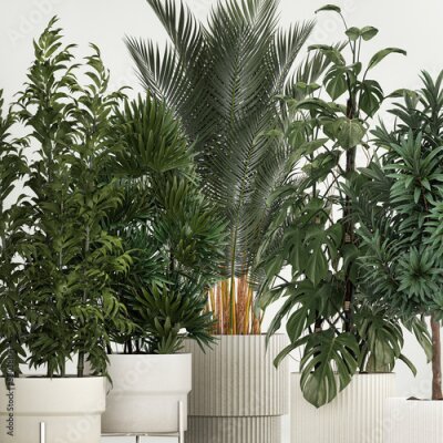 Papier peint  3D illustration Set of plants in pots Strelitzia palm and Dracaena