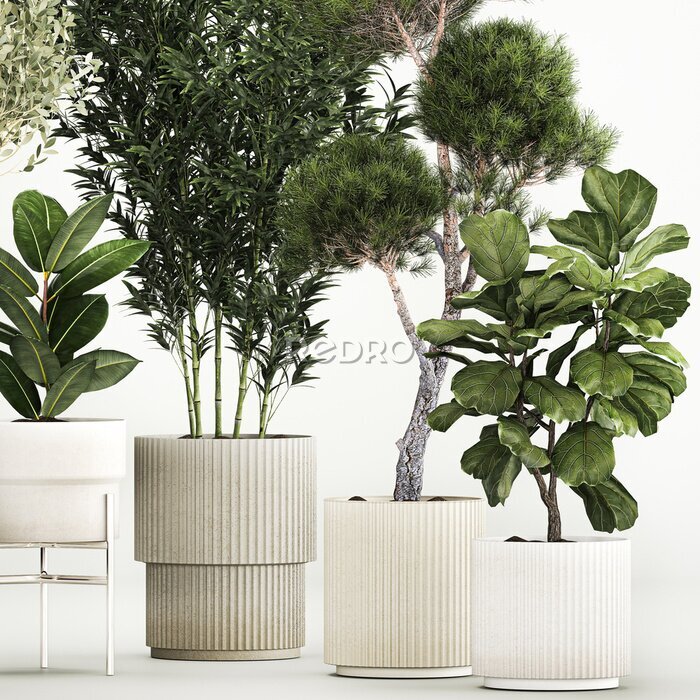 Papier peint  3D illustration Set of plants in pots Strelitzia palm and Dracaena