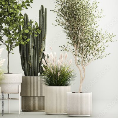 Papier peint  3D illustration Set of potted plants olive palm strelitzia