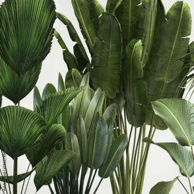Papier peint  3D illustration Set of potted plants olive palm strelitzia