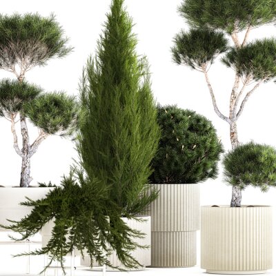 Papier peint  3D illustration Set of potted plants olive palm strelitzia