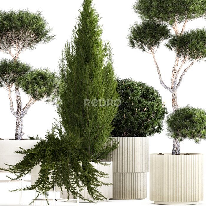 Papier peint  3D illustration Set of potted plants olive palm strelitzia