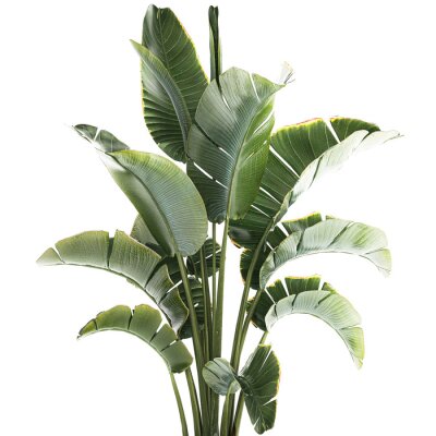 Papier peint  3D illustration Strelitzia and Ravenala palm bush in a flower pot