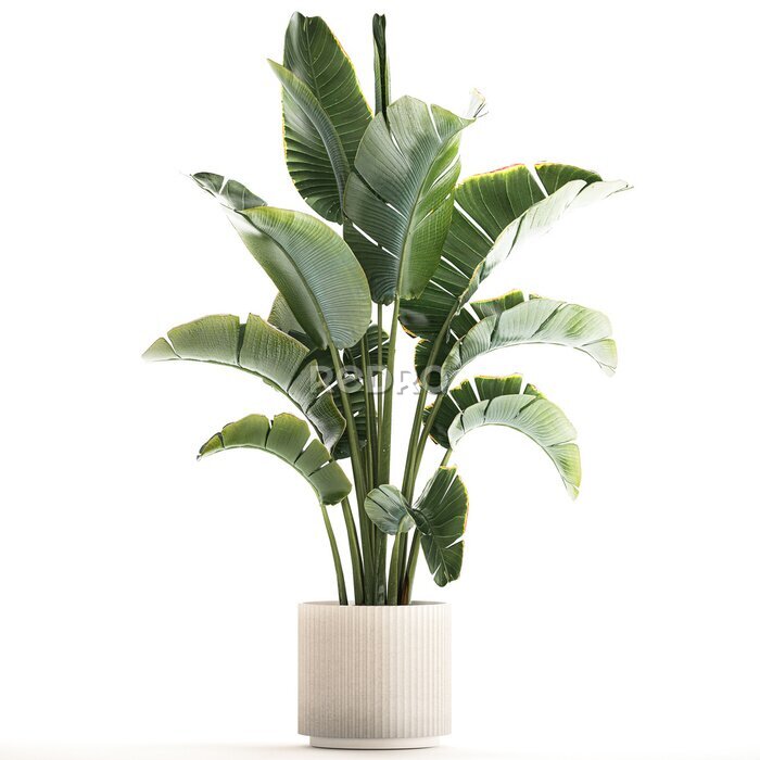 Papier peint  3D illustration Strelitzia and Ravenala palm bush in a flower pot